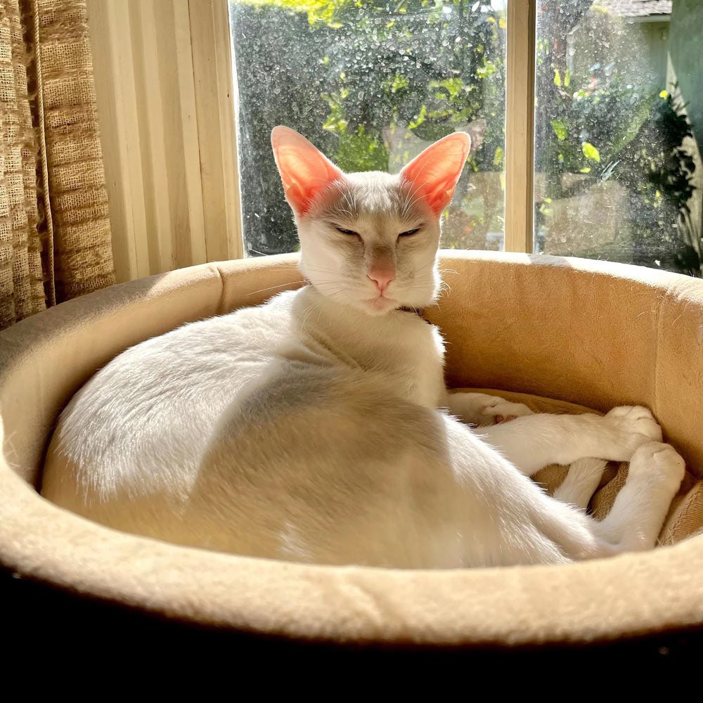 The Hearth™ Heated Snuggle Bed