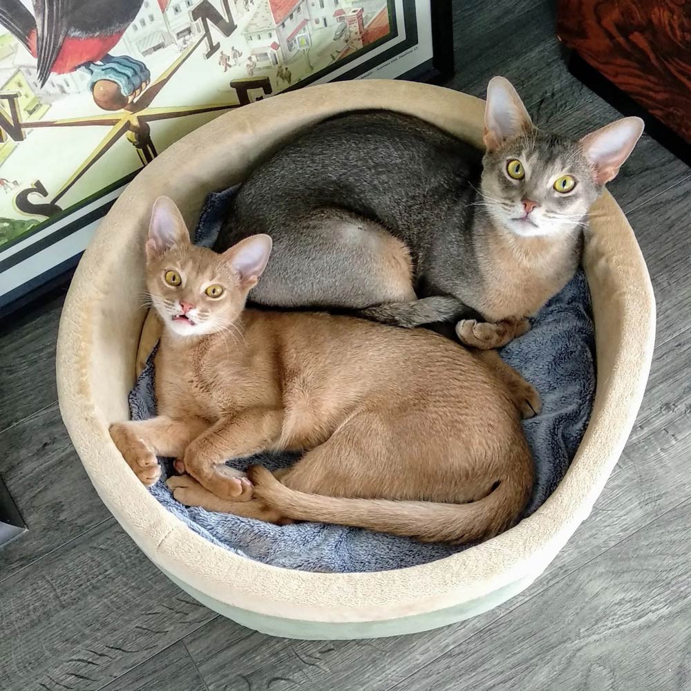 The Hearth™ Heated Snuggle Bed